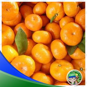 Small Oranges (Kiat-Kiat)