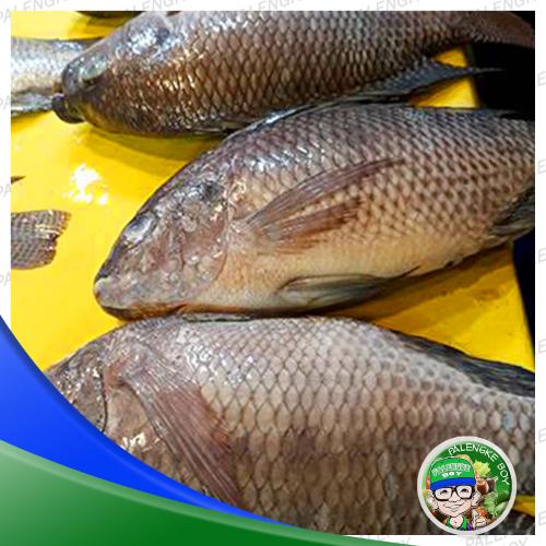 Tilapia /alcantara Medium