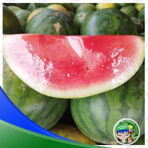 Seedless Watermelon Large Size (Weight Range: 5KG+)