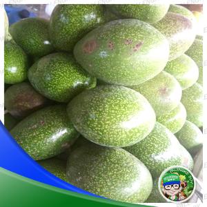 Avocado (3-4days Mahinog)