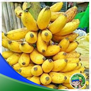 Banana/Saging Tundan
