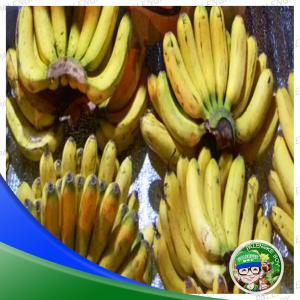 Banana Saging Lacatan/binangay 1.3kg Up