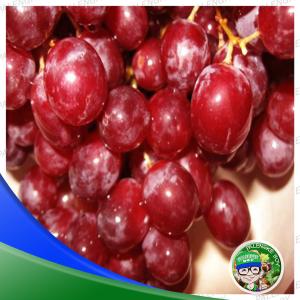 Grapes Seedless (RED)