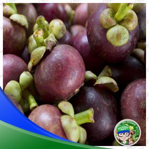 Mangosteen Class B