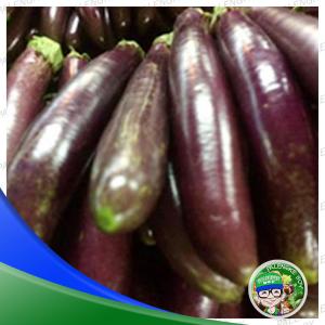 Eggplant/Talong