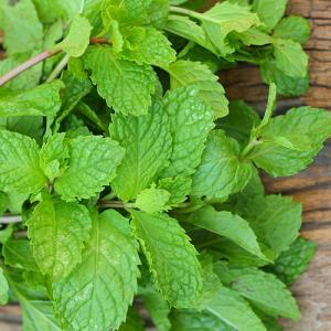 Mint Leaves